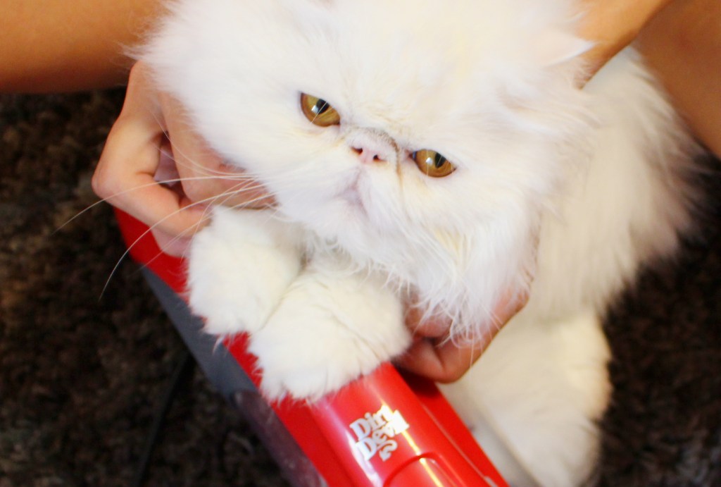 NO DUST IN MY&nbsp;LIFE