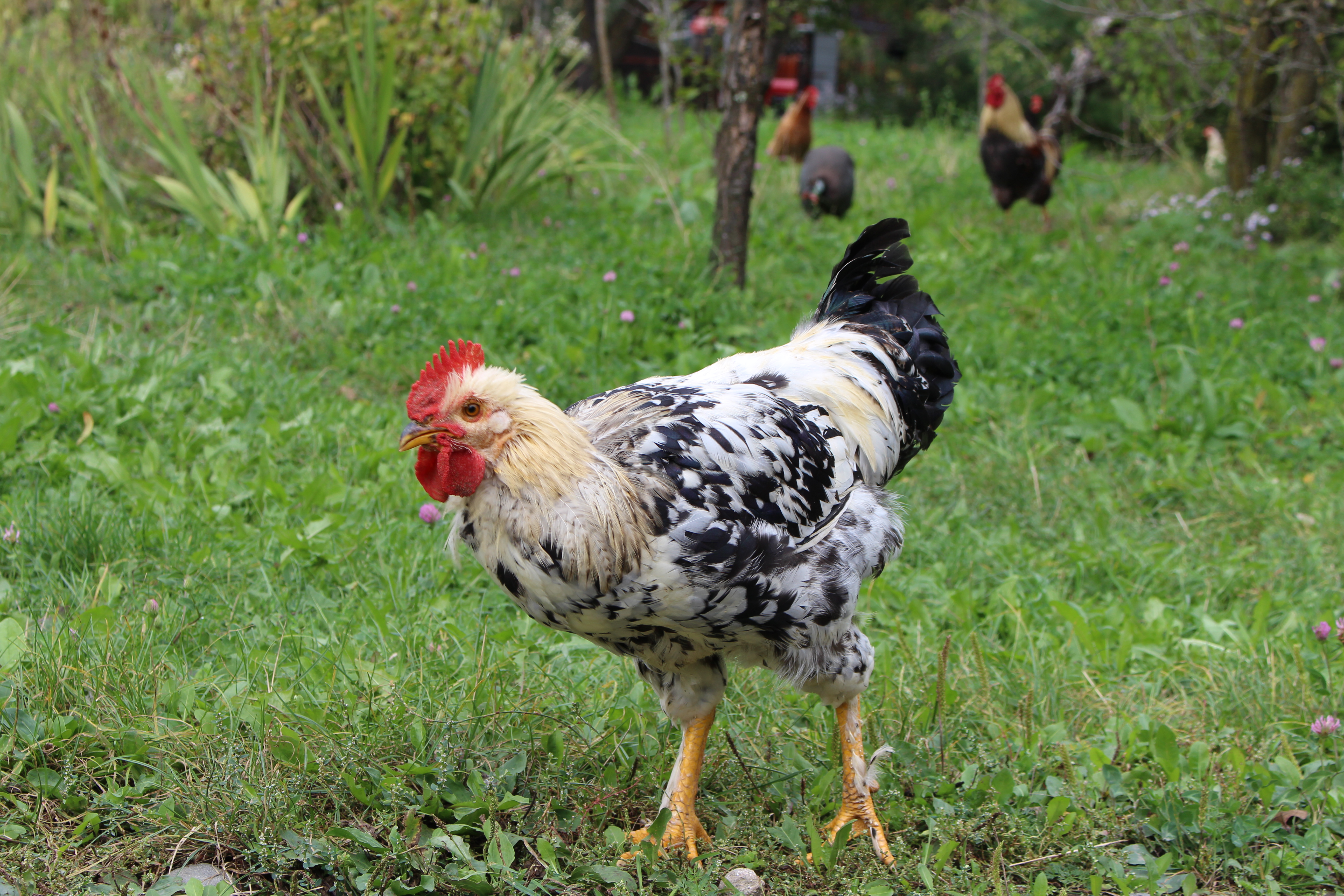 Gabriela Simion Excursie in Covasna Printre Pasari