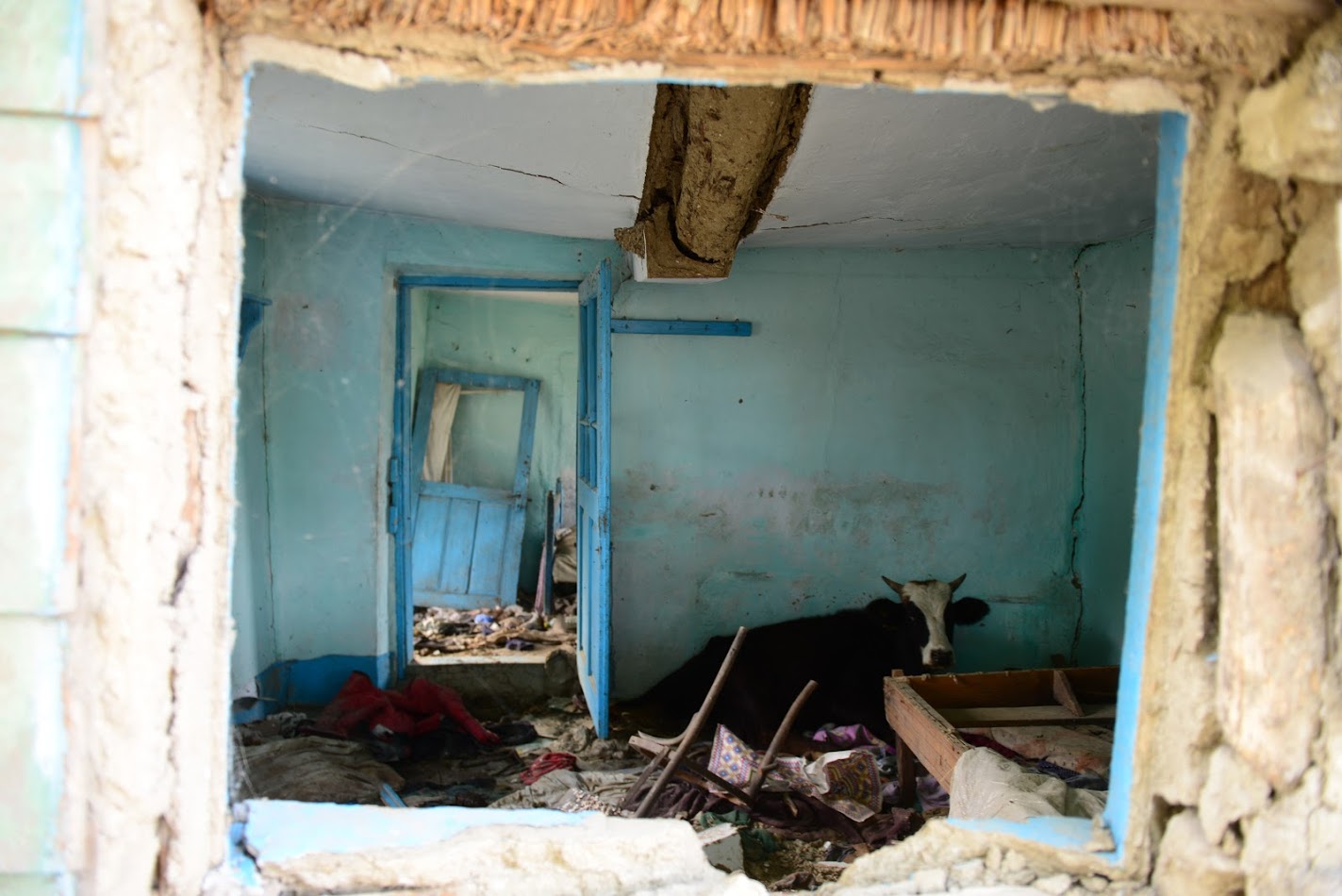 gabriela-simion-periprava-o-vaca-intr-o-casa